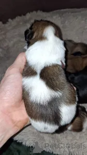 Дополнительные фото: Чистокровные щенки Ши-Тцу