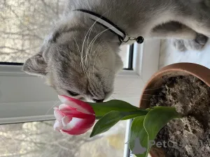 Фото №3. Отдам кота в добрые руки (Баку). Азербайджан