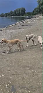 Дополнительные фото: Щенки персидской борзой (Салюки)