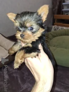 Дополнительные фото: Девочка и Мальчик Йоркширского Терьера. 