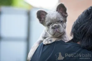 Дополнительные фото: Французкий бульдог мерле