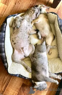 Фото №2 к объявлению №159562 о продаже беспородную - купить в Германии частное объявление