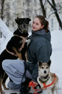 Фото №3. Вива не помнящая зла .  Россия