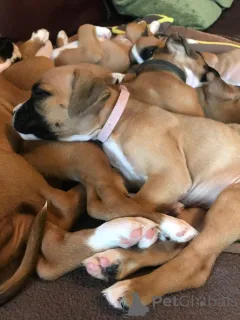 Дополнительные фото: Щенки боксера