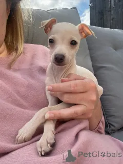 Фото №1. левретка - купить в Регион Ганновер за договорная. Объявление №154046