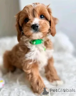 Фото №2 к объявлению №167651 о продаже пуделя (той) - купить в Германии частное объявление, из приюта