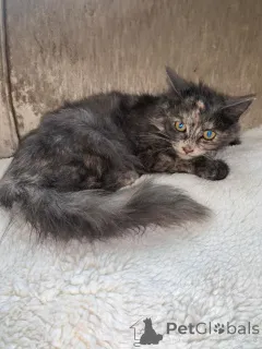 Фото №1. мейн-кун - купить в Ахерн за 35251₽. Объявление №176168