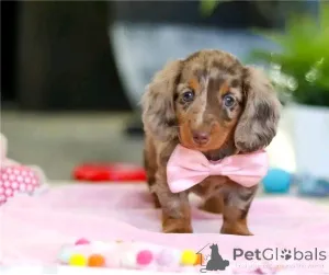 Фото №2 к объявлению №164807 о продаже таксу - купить в Германии частное объявление, из приюта