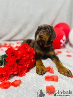 Фото №4. Продажа добермана в Варшаве заводчик - цена Бесплатно