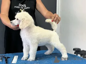 Дополнительные фото: Стандартный пудель