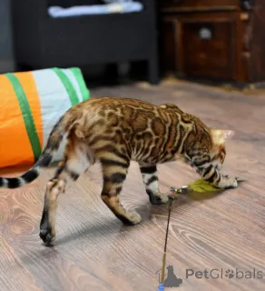 Дополнительные фото: Бенгальские котята с родословной