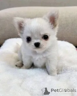 Фото №2 к объявлению №161366 о продаже  - купить в Австралии 