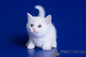 Фото №3. Манчкикинские котят. Германия