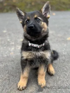 Фото №3. Продаются щенки немецкой овчарки с отличным темпераментом и защитными.  Германия