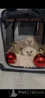 Фото №1.  - купить в Новый Becej за 46384₽. Объявление №160867