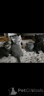 Фото №1. сиамская - купить в Каруж за 60299₽. Объявление №152172