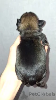 Дополнительные фото: Чистокровные щенки Ши-Тцу