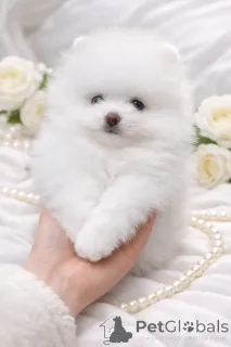 Дополнительные фото: VIP мiнi красунчик!