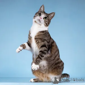 Дополнительные фото: Кошечка Бонни ищет доброе сердце.