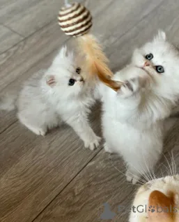 Фото №1. персидская - купить в Raleigh за 29570₽. Объявление №140658