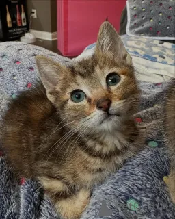 Фото №2 к объявлению №150587 о продаже бенгальская - купить в Германии из приюта, заводчик