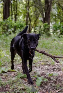 Фото №2 к объявлению №157436 о продаже беспородную - купить в России частное объявление