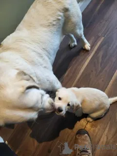 Фото №2 к объявлению №160013 о продаже лабрадудля - купить в Латвии частное объявление