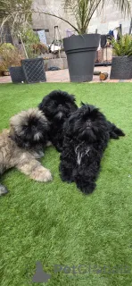 Фото №2 к объявлению №160921 о продаже ши-тцу - купить в Бельгии частное объявление, заводчик