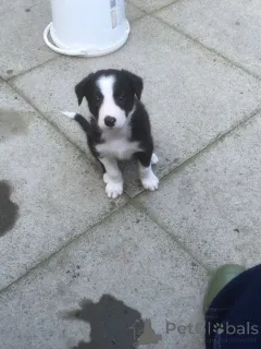 Дополнительные фото: Щенки бостон-терьера