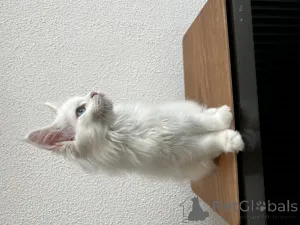 Фото №2 к объявлению №155989 о продаже мейн-кун - купить в России из питомника