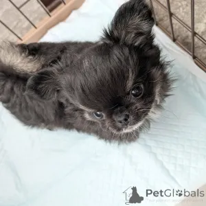 Дополнительные фото: Продаются милые очаровательные щенки, обращайтесь в WhatsApp Business