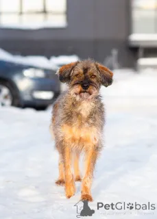 Дополнительные фото: Редкой внешности собачка ищет дом