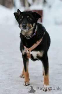 Дополнительные фото: Вива не помнящая зла 