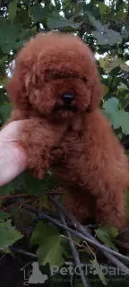 Дополнительные фото: Toy poodle (female) zwergpudel