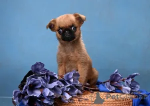 Фото №1. пти-брабансон - купить в Москве реке за 50000₽. Объявление №161855