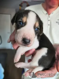 Дополнительные фото: Щеночки русской Гончей. Нам полтора месяца.