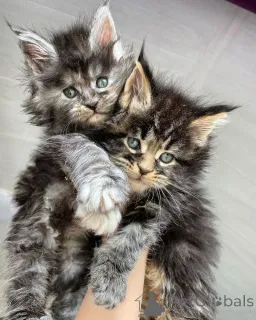 Фото №2 к объявлению №157351 о продаже норвежская лесная - купить в Германии из приюта, заводчик