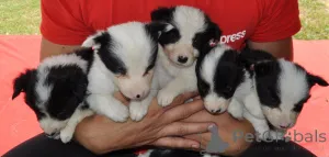 Дополнительные фото: Пограничные щенки колли на продажу