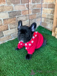 Фото №1. французский бульдог - купить в Берлине за договорная. Объявление №154927