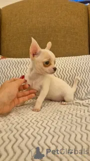 Фото №2 к объявлению №164727 о продаже  - купить в Бельгии 