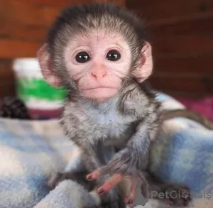 Фото №2 к объявлению №161307 о продаже  - купить в Германии 