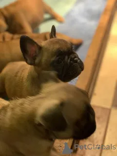 Дополнительные фото: Французский бульдог Од Куче Дон