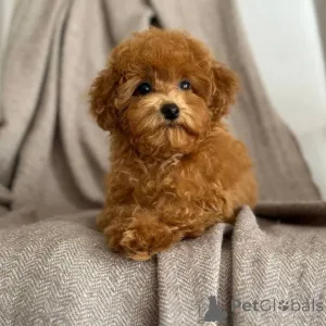 Фото №1. пудель (той) - купить в Хельсинки за 92767₽. Объявление №163134