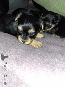 Дополнительные фото: Чистокровные щенки Йоркширского Терьера. 