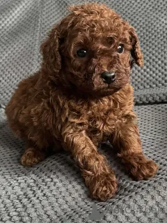 Дополнительные фото: Toy poodle females puppies