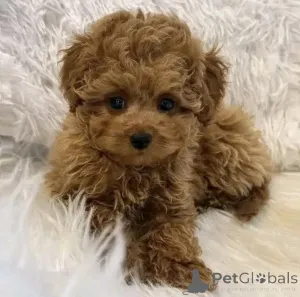 Фото №4. Продажа пуделя (карликового) в Кракове заводчик - цена договорная