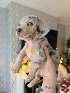 Фото №2 к объявлению №161561 о продаже беспородную - купить в Австралии частное объявление