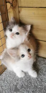 Фото №1.  - купить в Биерсдорф за 32468₽. Объявление №153138