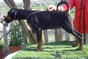 Дополнительные фото: Щенки европейского добермана отличной родословной