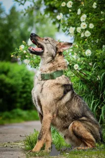 Дополнительные фото: Молодой пес Спарки ищет семью.